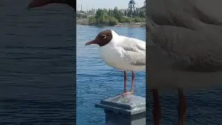Иркутску -  