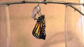 A Monarch Ecloses 8 24 15