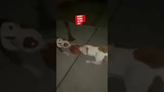 Pocket Pit Bull Vs Pit Bull #pets #dog