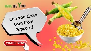 Can You Grow Corn from Popcorn? Myth or Truth?
