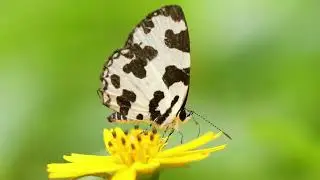 Vivid colours and beauty Of Nature.4k Relaxung Video