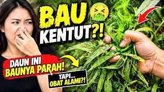 This Leaf Smells Like FART… But People Eat It?! 🤯