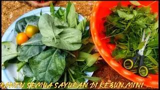 PANEN SAYURAN|KEBUN SENDIRI‼️‼️