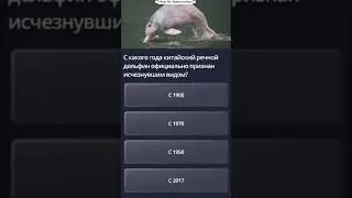 River dolphin 