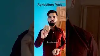 Chiku Fruit Quality 🍊 चीकू फल हार्वेस्टिंग और गुणवत्ता  #fruit #health #agriculture #indianfarmer
