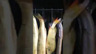 Горячее копчение судака.