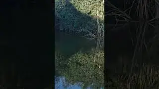 Ловля карася.