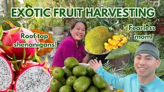 Backyard garden adventures: dragon fruit, jackfruit, quality time & more!