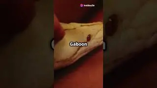 3 Shocking Facts About the Gaboon Viper! #shorts #gaboonviper