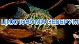 ЦИХЛОЗОМА СЕВЕРУМ. СОДЕРЖАНИЕ В АКВАРИУМЕ