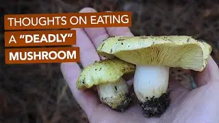 Yellow Knight — Thoughts On Eating A 