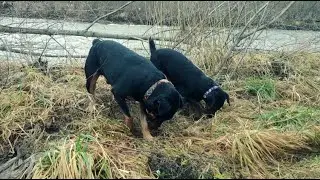 Ягдтерьеры - Тайсон и Фиона гуляют на природе.