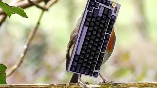 What If Birds Were Mechanical Keyboards?