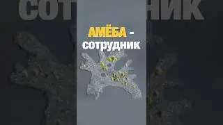 Амёба сотрудник. Что же делать? #ресторан #мясо #метро #яндекс  #еда #общепит #ресторанныйбизнес
