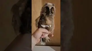 Ушастая сова 🦉🦉🦉первое кормление , часть 1