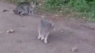кошки в городе, куса, челябинская область, кошки куса новое видео