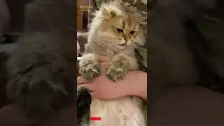 My Cat Hates Belly Rubs 