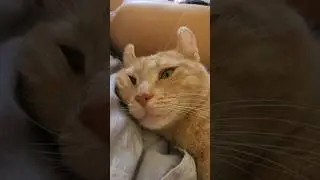Фаза сна)