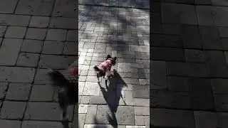 Прохладно, 20 октября 🐾🍁🏵️🍂