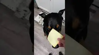 Cheese please #puppy #shorts