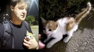 A Tiny Bundle of Joy: The Story of a Kitten Named Ponchik