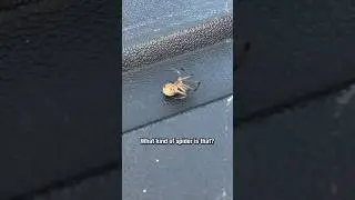 FINDING A SPIDER IN HIS WETSUIT?! 😅🕷️