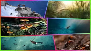 Ecosistema, Seres Vivos Y Medio Físico