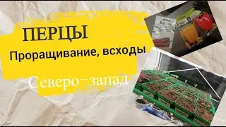 Перцы проращивание и всходы (Семена Алтая: Барин, Ягуар; Партнер Ламуйо)