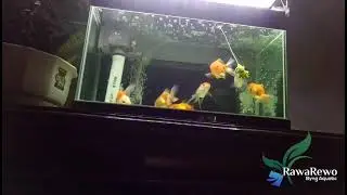 Koki buncit Vs Brokoli