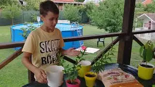 Пересаживаем 🥑 авокадо, гранат🌳🔆 и фикус ☀️