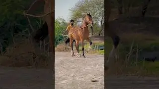 Horse power 💪 