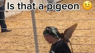 Taking more goats to the SALE BARN! (Another off season mini vlog)