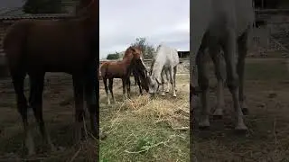 Лошади ведут себя совсем как люди 