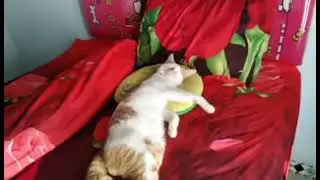 oyen tidur nyenyak habis kencan