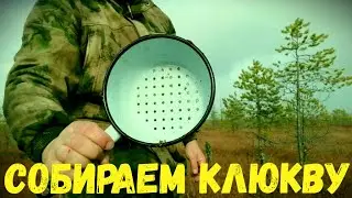 закрытие сезона сбора клюквы на севере# тестируем ковшик для сбора клюквы