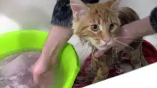 Кот Мейн-Кун КУПАЕТСЯ в ванной. Семён НЕ УЗНАЛ свой хвостик!