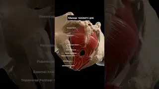 Мышцы тазового дна