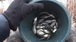 ловля мелкой плотвы на поплавок в начале февраля
