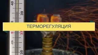 Терморегуляция при курении кальяна