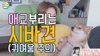 시바견은 애교쟁이 귀여운 리액션!!