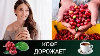 Coffee: from import to export / Coffee in Rus' / Coffee tree in the apartment