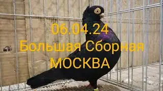 06.04.24 Москва. Большая Сборная Ярмарка Голубей. ч.4