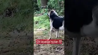 Охрана хозяина . ВЕО в ударе 