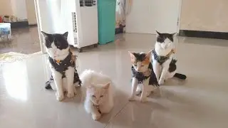 Suara kucing Lucu, Everyday so funny
