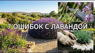 LAVENDER IN SPRING. Don't cut your lavender until you see this! The secret to lush blooms 💜