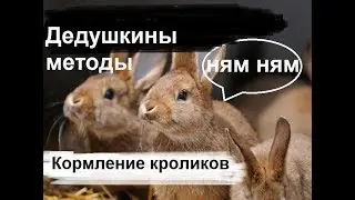 Чем можно и нужно кормить кроликов. Кормление кроликов как правильно