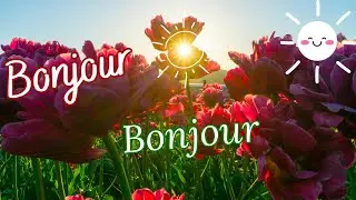BONJOUR !!! Bonjour 🙂 Bonne Journée !!!