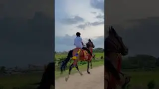 Horse power 💪 #shortvideo #short_video #viralvideo #trending #horse #horserace