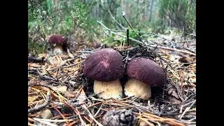 THIS IS A MUST SEE!!! HUGE FIELDS OF BOLET AND ASPEN MUSHROOMS!!! Mushrooms of 2019! Silent Hunti...