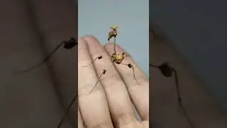 Причудливый богомол-скрипка